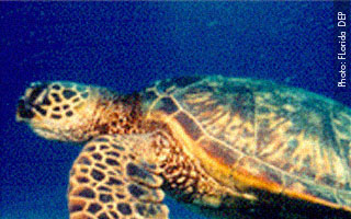 Sea Turtle Ranger