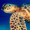 Sea Turtle Ranger