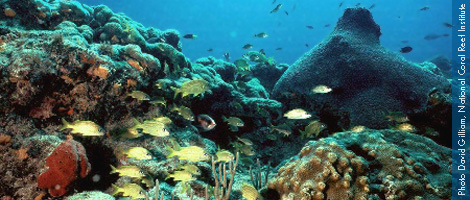 Coral Reef Conservation Initiative