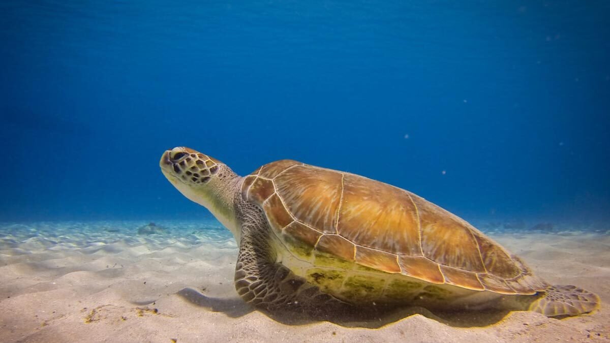 ocean-conservancy