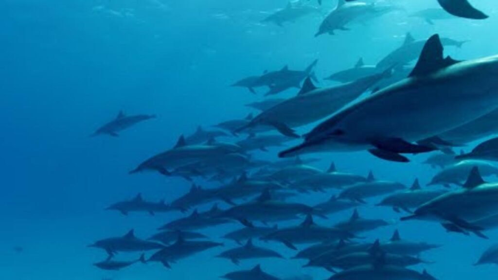 dolphins-video