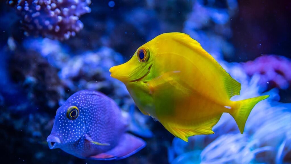 coral-reef